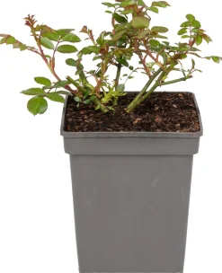 Clearance Beetrose (Rosa 'Bonica 82') Immergrüne Pflanzen|Rosen