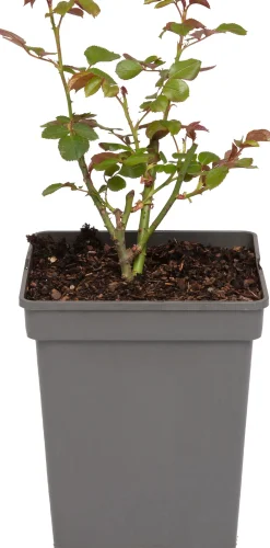 Online Beetrose (Rosa 'Nina Weibull') Immergrüne Pflanzen|Rosen