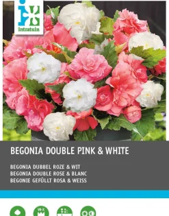 Online Begonia (Begonia) Blumenzwiebeln doppelblütig rosa weiß 6 St. Sommer-Blüher|Blumenzwiebeln