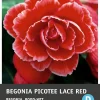 Online Begonia (Begonia 'Picotee Lace Red') Blumenzwiebeln 3 St. Sommer-Blüher|Blumenzwiebeln