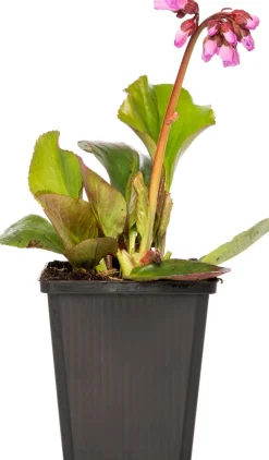 Clearance Bergenie (Bergenia cordifolia) Blühende Pflanzen|Immergrüne Pflanzen