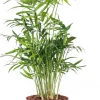 Discount Bergpalme (Chamaedorea elegans) D 12 cm H 40 cm Grünpflanzen|Zimmerpalmen