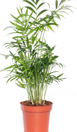 Discount Bergpalme (Chamaedorea elegans) D 12 cm H 40 cm Grünpflanzen|Zimmerpalmen
