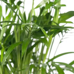 Discount Bergpalme (Chamaedorea elegans) D 12 cm H 40 cm Grünpflanzen|Zimmerpalmen