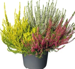 New Besenheide (Calluna vulgare 'Beauty Lady') D 17 H 25 cm Blühende Pflanzen|Immergrüne Pflanzen