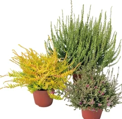 Discount Besenheide (Calluna vulgaris 'Garden Girls') Blühende Pflanzen|Immergrüne Pflanzen