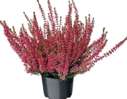 Besenheide (Calluna vulgaris 'Beauty Ladies') D 9,5 H 10 cm Immergrüne Pflanzen|Winterharte Pflanzen