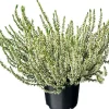 Online Besenheide (Calluna vulgaris 'Garden Girls') D 12 H 20 cm Immergrüne Pflanzen|Winterharte Pflanzen