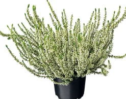 Online Besenheide (Calluna vulgaris 'Garden Girls') D 12 H 20 cm Immergrüne Pflanzen|Winterharte Pflanzen