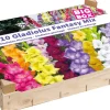 Hot Big Box Gladiolen Mischung Blumenzwiebeln 110 St. Sommer-Blüher|Blumenzwiebeln
