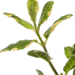 Clearance Bio Ananas-Minze (Mentha suaveolens 'Ananas') D 13 H 20 cm Obst, Gemüse & Kräuter|Kräuterpflanzen