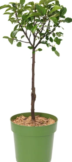 New Bio Apfelbaum (Malus domestica 'Zwergapfel') D 23 H 80 cm Blühende Pflanzen|Obstbäume & -Sträucher