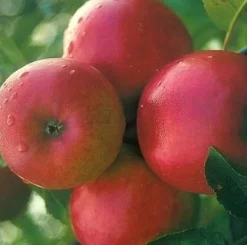 Discount Bio Apfelbaum (Malus domestica 'Ecolette') D 26 H 150 cm Obstbäume & -Sträucher|Obstbäume & -Sträucher