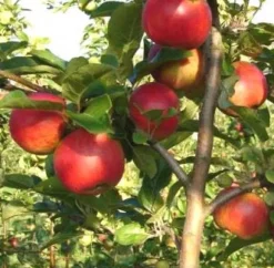 Best Bio Apfelbaum (Malus domestica 'Santana') D 26 H 150 cm Blühende Pflanzen|Obstbäume & -Sträucher