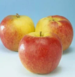 Bio Apfelbaum (Malus domestica 'Jonagold') D 26 H 150 cm Blühende Pflanzen|Obstbäume & -Sträucher