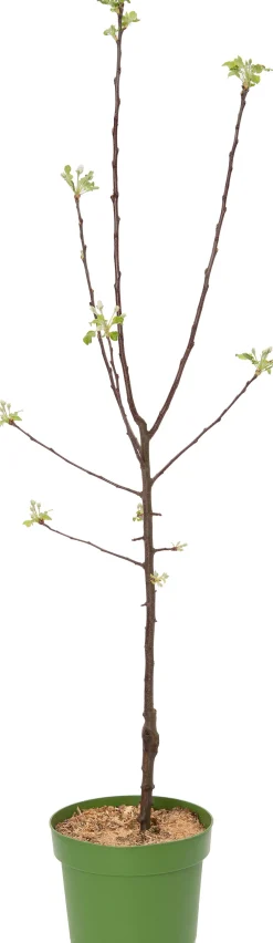 Hot Bio Apfelbaum (Malus domestica 'Roter Boskoop') D 26 H 150 cm Blühende Pflanzen|Obstbäume & -Sträucher