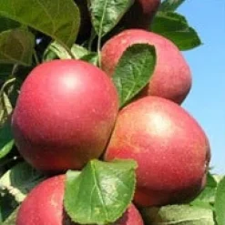 Hot Bio Apfelbaum (Malus domestica 'Roter Boskoop') D 26 H 150 cm Blühende Pflanzen|Obstbäume & -Sträucher