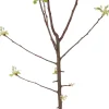 Bio Apfelbaum (Malus domestica 'Topaz') D 26 H 150 cm Blühende Pflanzen|Obstbäume & -Sträucher