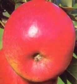 Bio Apfelbaum (Malus domestica 'Topaz') D 26 H 150 cm Blühende Pflanzen|Obstbäume & -Sträucher