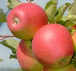 Online Bio Apfelbaum (Malus domestica 'Pinova') D 26 H 150 cm Blühende Pflanzen|Obstbäume & -Sträucher