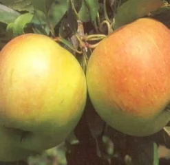 Outlet Bio Apfelbaum (Malus x domestica 'James Grieve') D 26 H 150 cm Obstbäume & -Sträucher|Obstbäume & -Sträucher