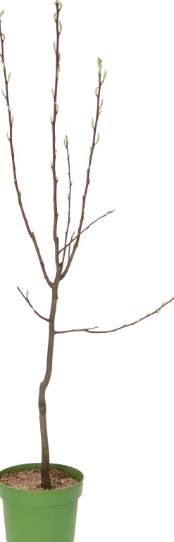 Outlet Bio Birnbaum (Pyrus communis 'Gieser Wildeman') D 26 H 150 cm Obstbäume & -Sträucher|Obstbäume & -Sträucher