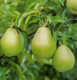 Clearance Bio Birnbaum (Pyrus communis 'Doyenne du Comice') D 26 H 150 cm Obstbäume & -Sträucher|Obstbäume & -Sträucher