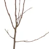 Clearance Bio Birnbaum (Pyrus communis 'Conference') D 26 H 150 cm Obstbäume & -Sträucher|Obstbäume & -Sträucher