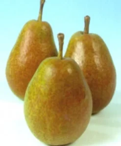 Sale Bio Birnbaum (Pyrus communis 'Bonne Louise d'Avranches') D 26 H 150 cm Obstbäume & -Sträucher|Obstbäume & -Sträucher