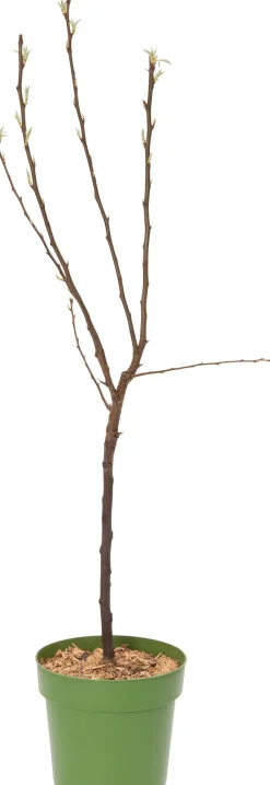 Bio Birnbaum (Pyrus communis 'Clapp's Favourite') D 23 H 80 cm Obstbäume & -Sträucher|Obstbäume & -Sträucher