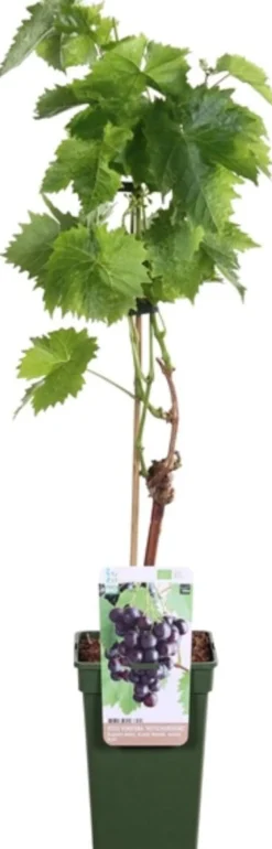 Online Bio Blaue Traube (Vitis vinifera 'Mitschurinski') D 19 H 55 cm Obstbäume & -Sträucher|Obstbäume & -Sträucher