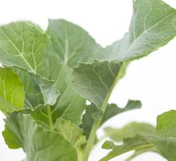 Sale Bio Blumenkohl (Brassica oleracea Botrytis) D 9 H 5 cm Obst, Gemüse & Kräuter|Gemüsepflanzen