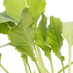 Sale Bio Blumenkohl (Brassica oleracea Botrytis) D 9 H 5 cm Obst, Gemüse & Kräuter|Gemüsepflanzen