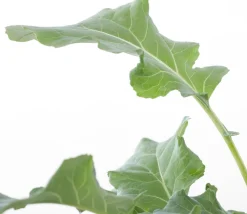 Sale Bio Brokkoli (Brassica oleracea Italica) D 9 H 5 cm Obst, Gemüse & Kräuter|Gemüsepflanzen