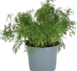 Hot Bio Dill (Anethum graveolens) D 12 H 15 cm Obst, Gemüse & Kräuter|Kräuterpflanzen