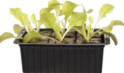 Outlet Bio Eichblattsalat (Lactuca sativa var. Foliosa) D 9 H 5 cm Obst, Gemüse & Kräuter|Gemüsepflanzen