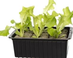 Online Bio Eichblattsalat (Lactuca sativa var. Acephala) D 9 H 5 cm Obst, Gemüse & Kräuter|Gemüsepflanzen