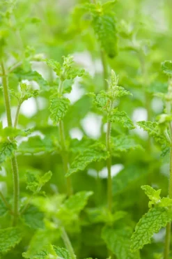 Best Bio Erdbeer-Minze (Mentha arvensis 'Strawberry') D 13 H 10 cm Obst, Gemüse & Kräuter|Kräuterpflanzen