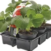 Sale Bio Erdbeerpflanzen (Fragaria) D 9 H 10 cm 6 St. Obst, Gemüse & Kräuter|Obstpflanzen