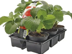 Sale Bio Erdbeerpflanzen (Fragaria) D 9 H 10 cm 6 St. Obst, Gemüse & Kräuter|Obstpflanzen