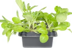 Discount Bio Feldsalat (Valerianella locusta) D 9 H 5 cm Obst, Gemüse & Kräuter|Gemüsepflanzen