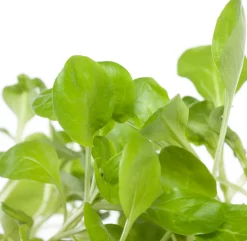 Discount Bio Feldsalat (Valerianella locusta) D 9 H 5 cm Obst, Gemüse & Kräuter|Gemüsepflanzen