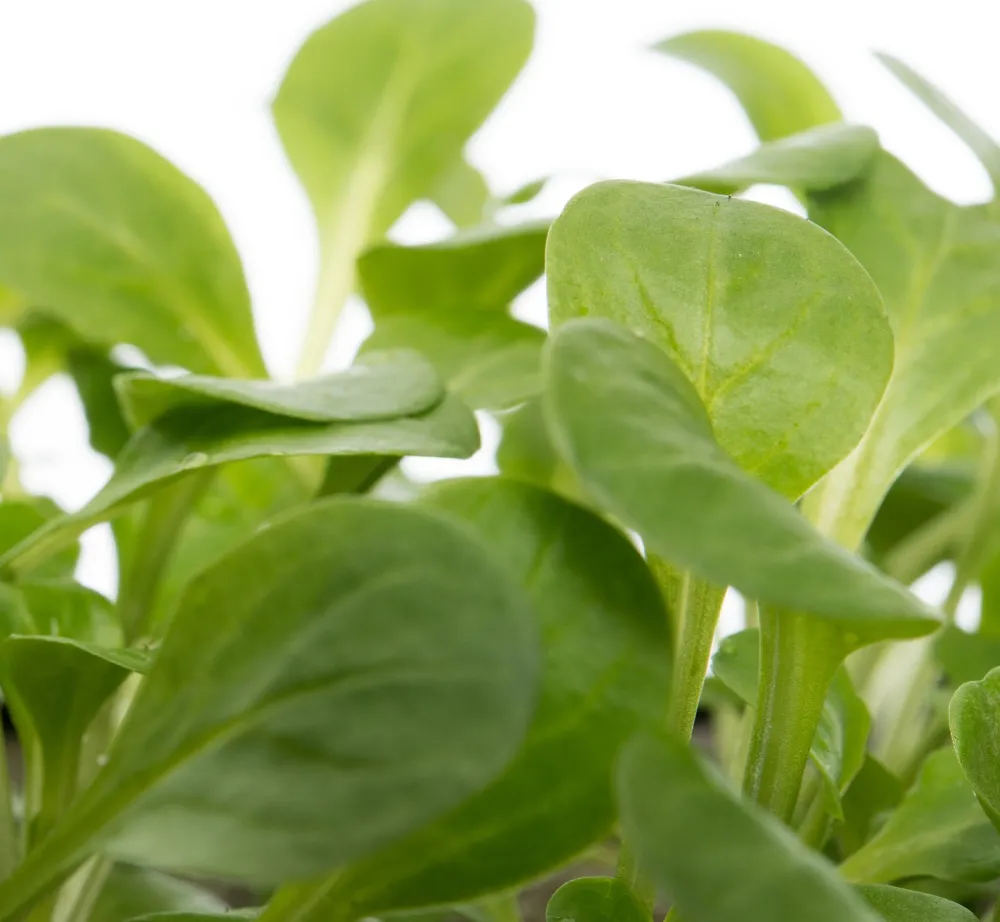 Discount Bio Feldsalat (Valerianella locusta) D 9 H 5 cm Obst, Gemüse & Kräuter|Gemüsepflanzen