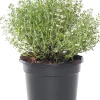 Bio Küchen-Thymian (Thymus Vulgaris 'Compactus') Obst, Gemüse & Kräuter|Kräuterpflanzen