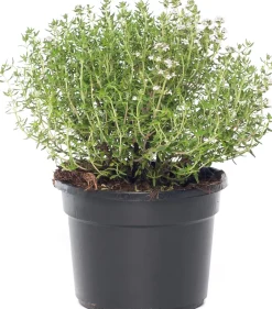 Bio Küchen-Thymian (Thymus Vulgaris 'Compactus') Obst, Gemüse & Kräuter|Kräuterpflanzen