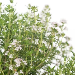 Bio Küchen-Thymian (Thymus Vulgaris 'Compactus') Obst, Gemüse & Kräuter|Kräuterpflanzen