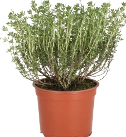 Online Bio Küchen-Thymian (Thymus vulgaris) D 12 H 15 cm Obst, Gemüse & Kräuter|Kräuterpflanzen