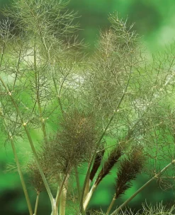 Sale Bio Knollenfenchel (Foeniculum Vulgare 'Purpureum') Obst, Gemüse & Kräuter|Gemüsepflanzen
