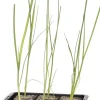 Hot Bio Lauch (Allium porrum) D 9 H 5 cm Obst, Gemüse & Kräuter|Gemüsepflanzen