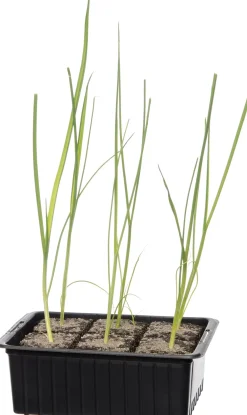 Hot Bio Lauch (Allium porrum) D 9 H 5 cm Obst, Gemüse & Kräuter|Gemüsepflanzen